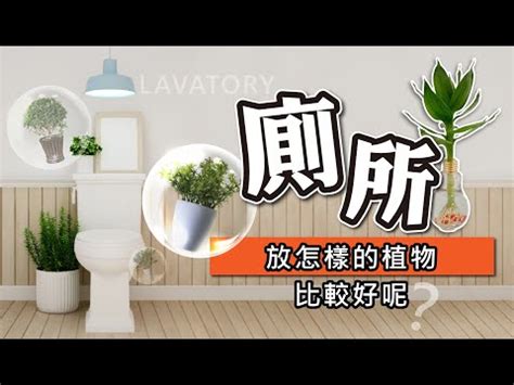 廁所植物 風水|廁所植物風水：5種最旺財的選擇